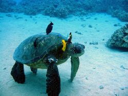 Turtle cleaning station at Ahihi Bay, Maui, Hawaii. The u... by Todd Meadows 